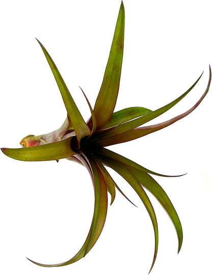 ragnaroc Air Plants - Tillandsia Red Capitata, Large 5-7” - 5 ct - Live Arrival Guaranteed - House Plants for Home Decor & Gift