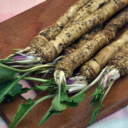 XL Size Horseradish Crown Root Plant, Horseradish Crowns to Plant, Planting Size Roots, No HI