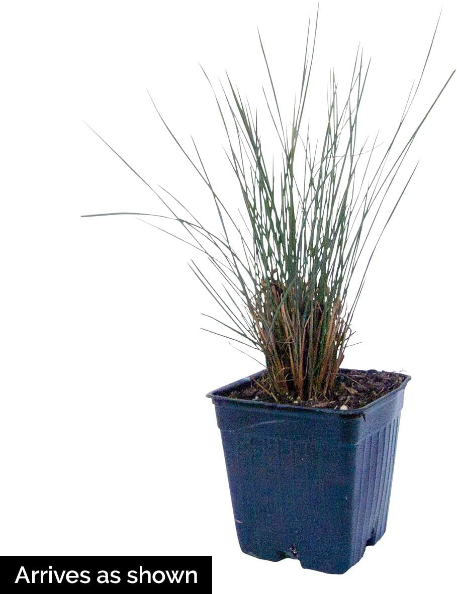 Direct Gardening Karl Forester Ornamental Starter Grass Plant, 1 per Offer