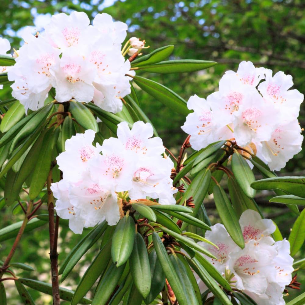 Rhododendrons Plant Live, White Rhododendron Shrub, Large Flowering Tree 1 Gallon Potted for Gardening