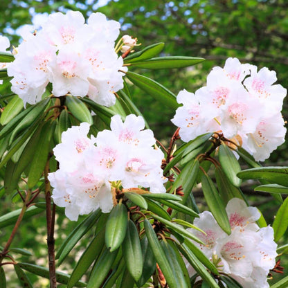 Rhododendrons Plant Live, White Rhododendron Shrub, Large Flowering Tree 1 Gallon Potted for Gardening