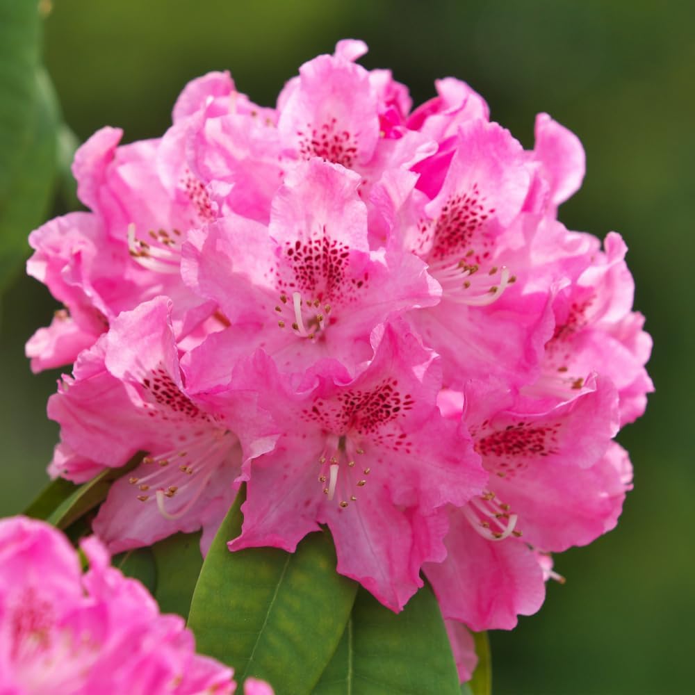 Rhododendrons Plant Live, Light Pink Rhododendron Shrub, Large Flowering Tree 1 Gallon Potted for Gardening