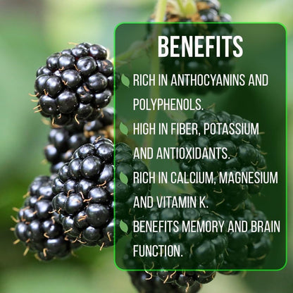 Blackberry Plant Collection (4 Pack) Live Fruit Plants for Planting | 4 Different Varieties for a Continuous Harvest | Thornless & Thorny Mix| Large, Sweet & Juicy Berries |Perfect for Organic Gardens