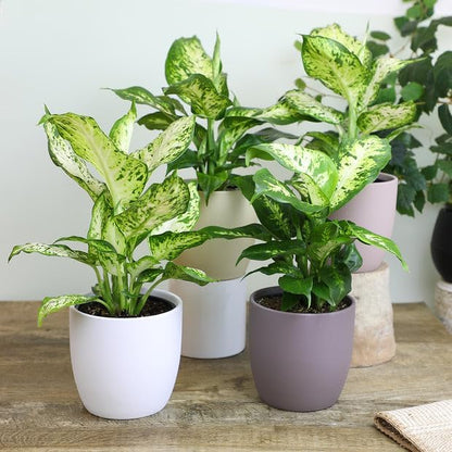 Gardenera Premium Dumb Cane Potting Soil Mix - Ideal Blend for Growing Robust and Healthy Dumb Cane Plants - 1 Quart
