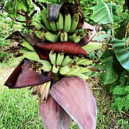 Namwah Banana Plant Live, 4-6" Tall Well-Rooted for Indoor Tropical Displays, Cold Hardy Banana Fruit Tree