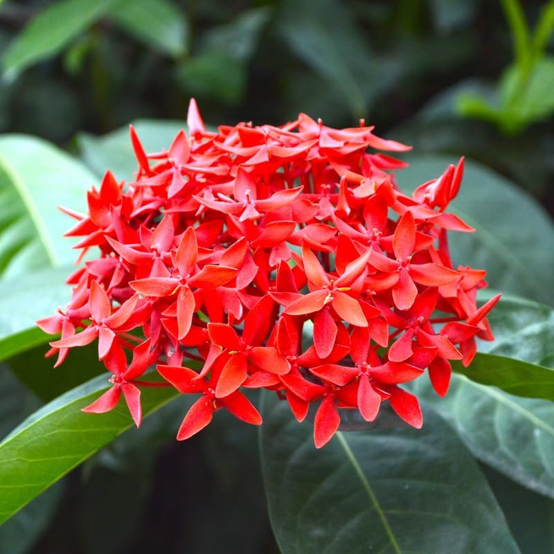 2 Red Ixora Live Plants, Well-Rooted Flowering Ixora Shrub Seedlings, 4-9” Tall, Tropical Ixora Bush for Indoor or Outdoor Garden