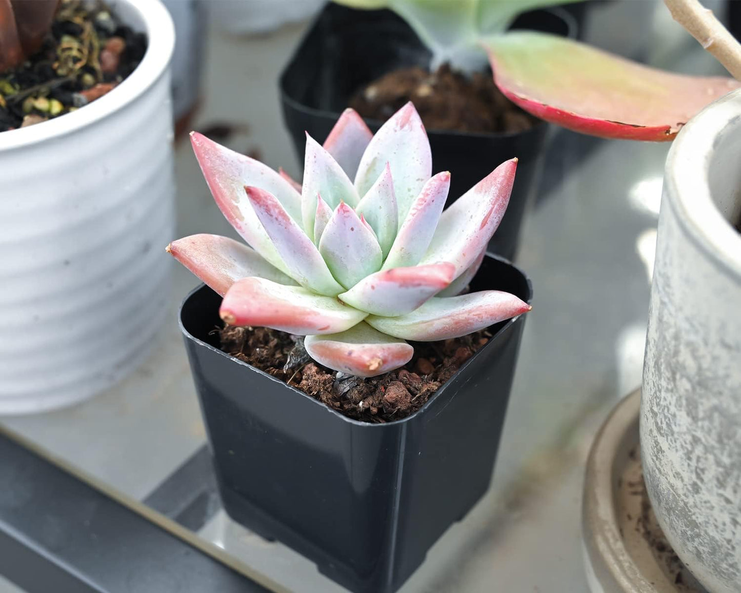 Sprout N Green Echeveria Colorata VAR. Brandtii, Live Succulent Plant Fully Rooted in 2" Pots with Soil Mix, Real Houseplant for Indoor Outdoor Home Office Wedding Decoration Party Favor