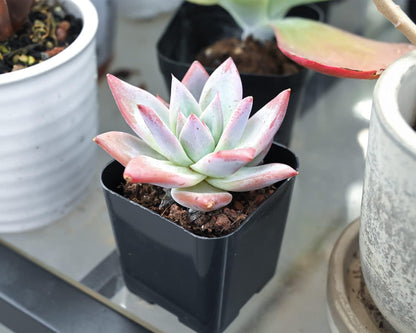 Sprout N Green Echeveria Colorata VAR. Brandtii, Live Succulent Plant Fully Rooted in 2" Pots with Soil Mix, Real Houseplant for Indoor Outdoor Home Office Wedding Decoration Party Favor