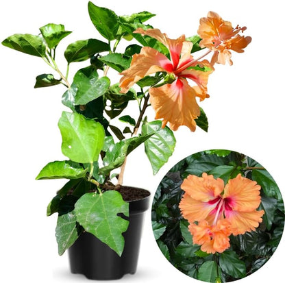 Peach Hibiscus Plant Live, Hardy Hibiscus Flowers Colorful Blooms for Outdoor Landscapes, 8-10 Inch Height, Hibiscus Shrubs, No Pot, Well-Rooted