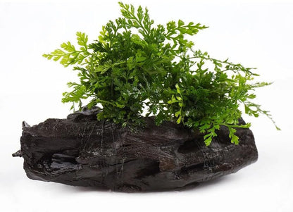 SubstrateSource Live Planted Decor - Mini Bolbitis on Driftwood - Light Green Aquatic Plant with Lush Foliage, Foreground to Midground Epiphytic Fern Placement for Aquascaping - Medium, 1 Pack