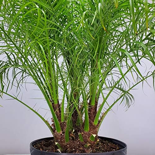 Roebelenii Palm Tree Plant Live - Overall Height 30" to 36" - Tropical Plants of Florida - Pygmy Date Palm Tree (Plant Only)