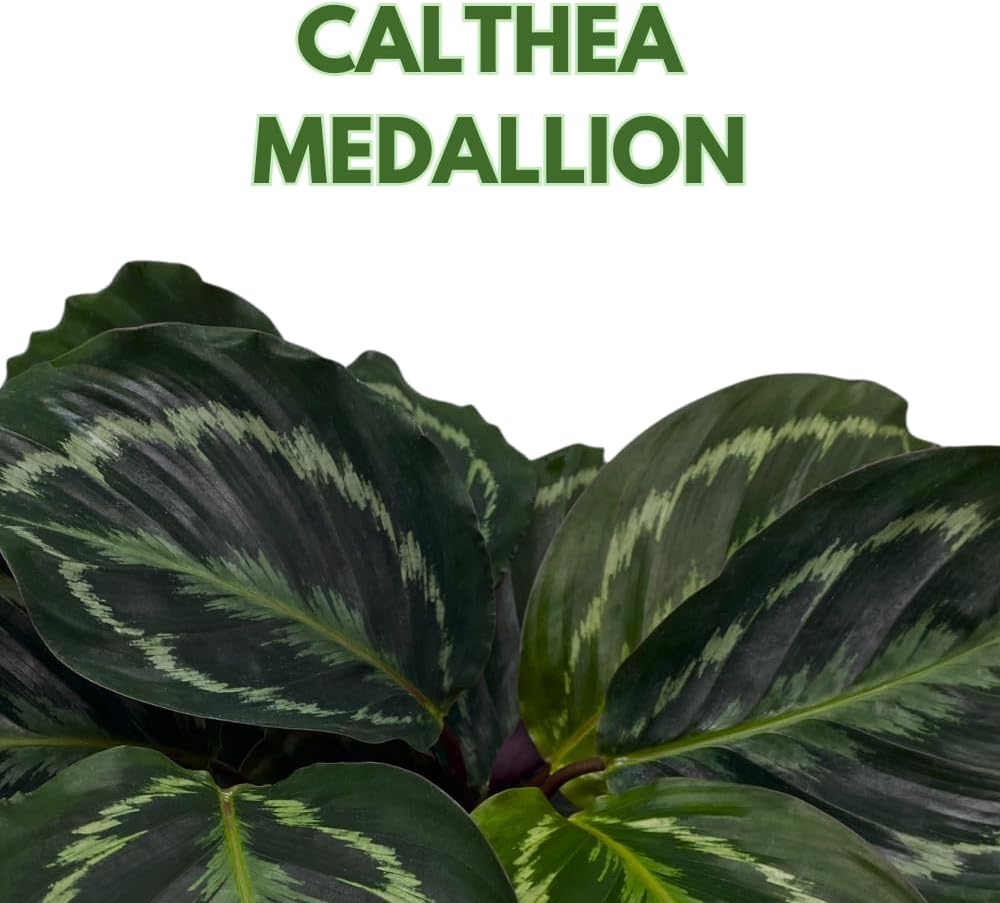BubbleBlooms Calathea Medallion, Roseopicta in a 4 inch Pot Regal Rose, Rabbit Ear Prayer Plant