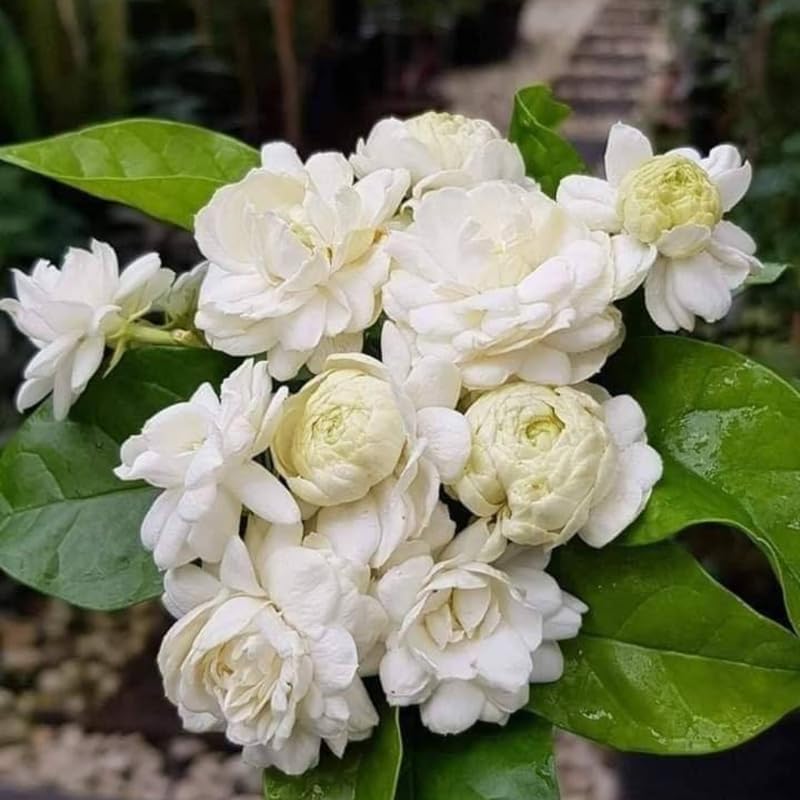 Jasmine Plant, Fragrant Jasmine Flower Vine 4-8 Inches Well Rooted for Container, Hanging Basket Growing (Duke of Tuscany)