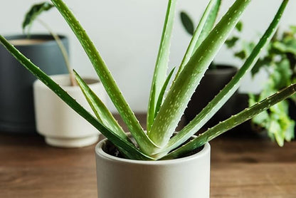 Houseplant Potting Mix 2qt, Fertilized, Perlite Soil for All Types of Indoor House Plants and Tropical Plant