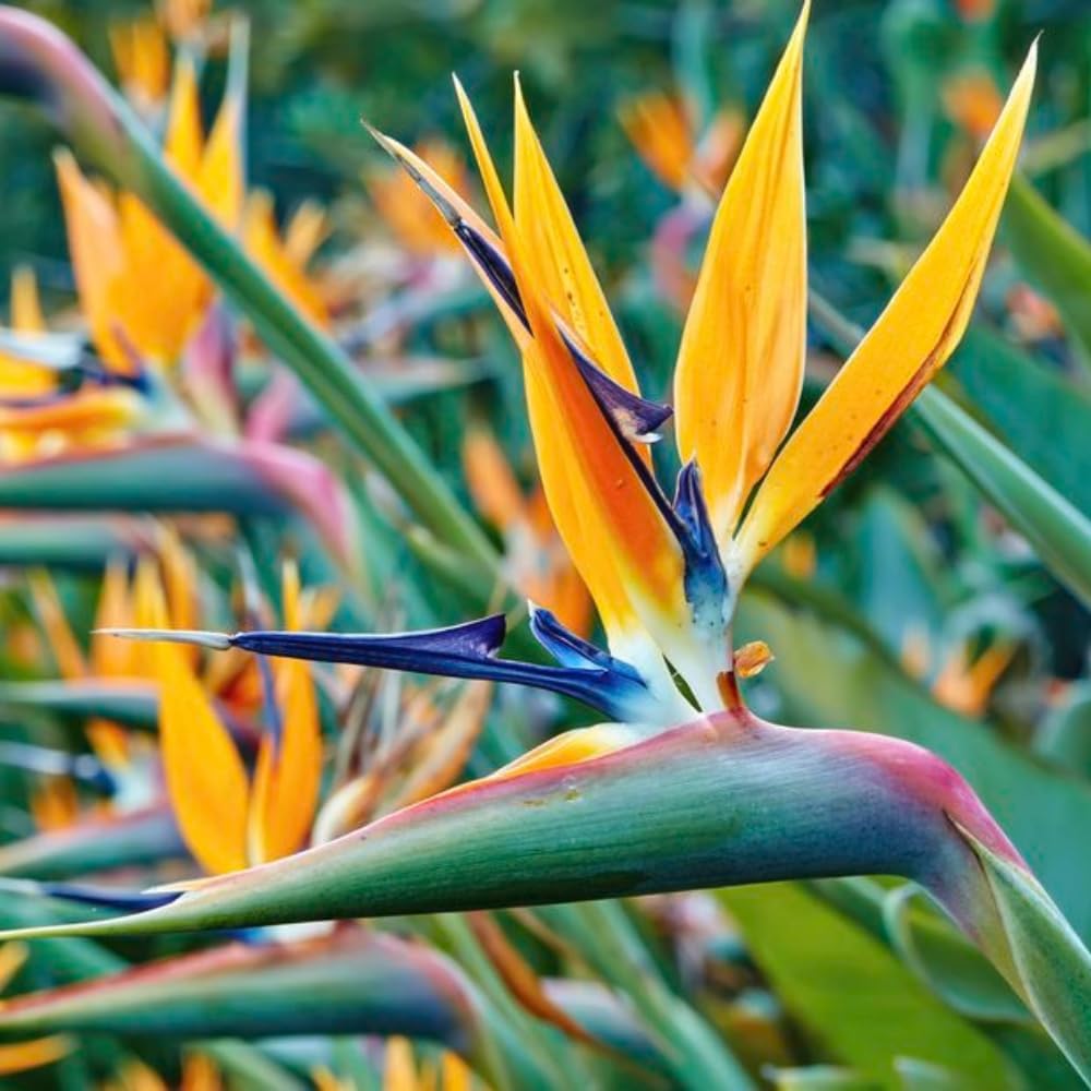 Yellow Bird of Paradise Plant Live Houseplant, 5-12 Inch Tall, Ornamental Strelitzia Reginae Live Plant for Indoor Outdoor