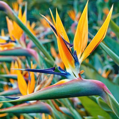 Yellow Bird of Paradise Plant Live Houseplant, 5-12 Inch Tall, Ornamental Strelitzia Reginae Live Plant for Indoor Outdoor