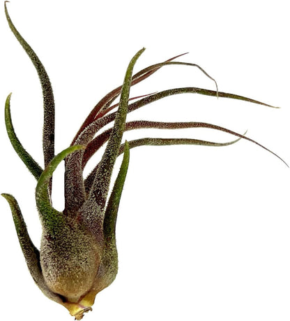ragnaroc Air Plants - Tillandsia Pruinosa, Large 3-5" - 3ct - Live Arrival Guaranteed - House Plants for Home Decor & Gift