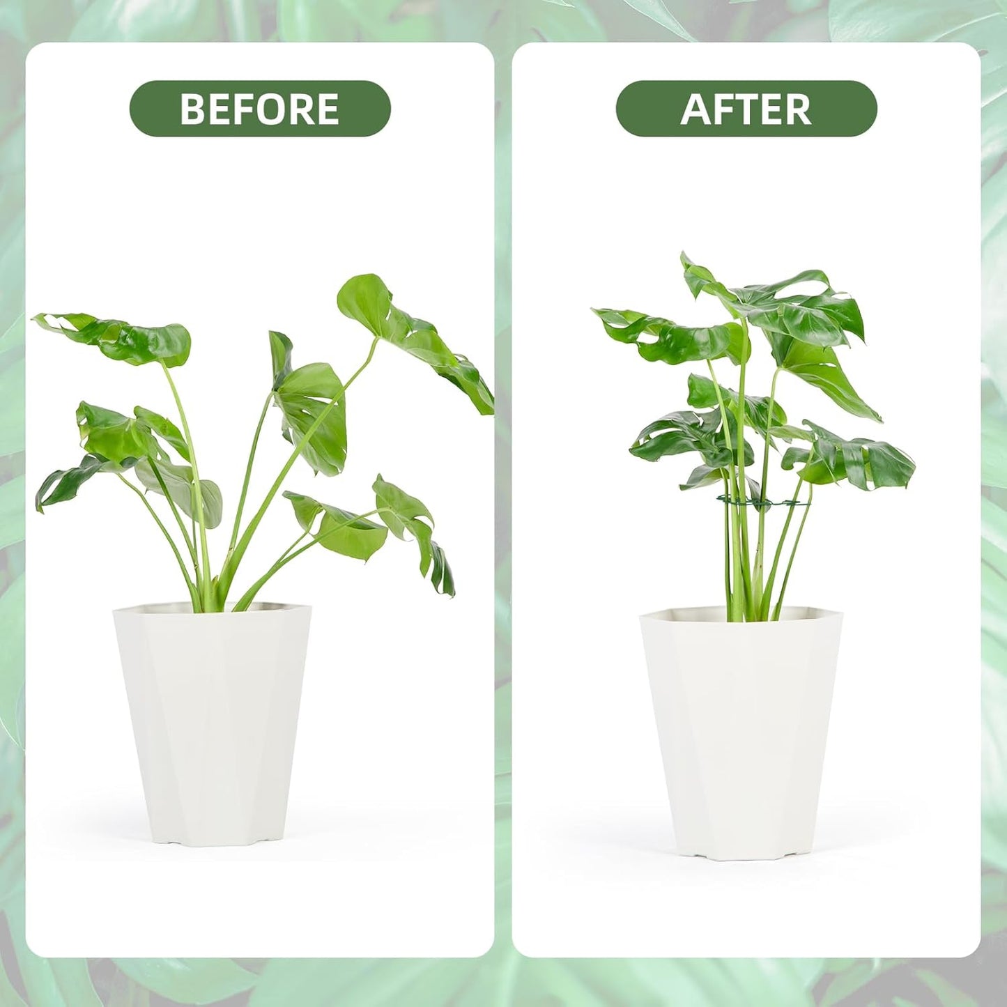 6PCS Iron Monstera Plant Support, Uniquely Designed Indoor Plant Accessories, Stable Plant Support Stakes for Indoor Plant, Turtle Shell Bamboo Clamp Set for Thriving Growth