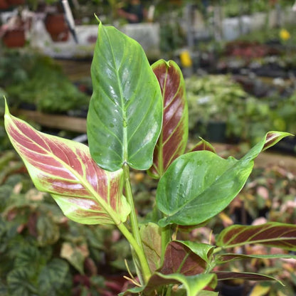 2 Rare Philodendron Live Plant 5-9" Tall, Rare Tropical Indoor Houseplant Home Garden