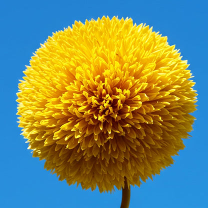 100 Teddy Bear Sunflower Seeds for Planting – Ultra-Fluffy Golden Blooms with Round Heads – Perfect for Gardens, Containers, and Pollinator-Friendly Landscaping - Unique and Fun