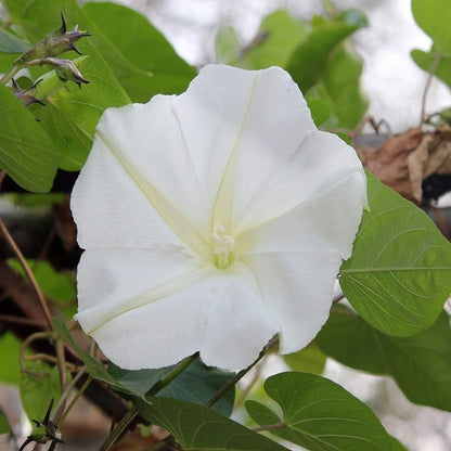 Outsidepride Ipomoea Alba Moonflower Seeds – 1 lb. Annual, Vining Flower Seeds for Planting, Fragrant Night-Blooming Climbers for Trellises, Moon Gardens, Night Pollinators & Outdoor Landscapes