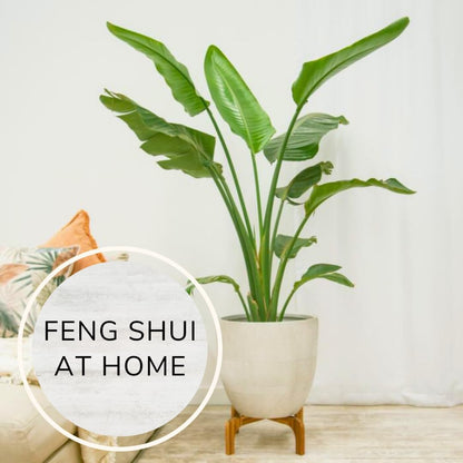 Bird of Paradise Plants Live (4-Pack), Strelitzia Plants with Perennial Orange (2) and White (2) Flowers, Indoor/Outdoor Plants, Exotic Tropical Decor, Not Artificial, 6-10" Height. 2" Pot.