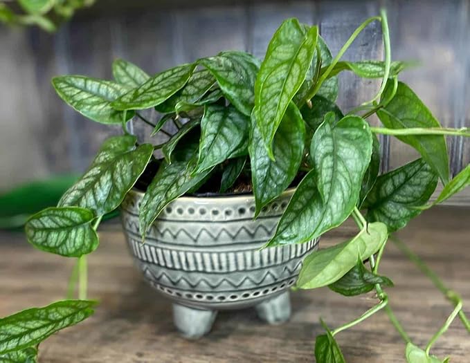 Monstera Siltepecana Matuda Potting Mix - Retains Moisture and Enhances Root Growth - 5 Quart