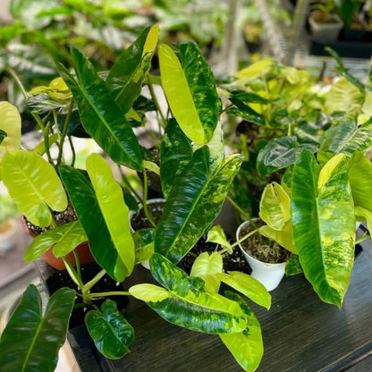 2 Variegated Philodendron Live Plant 5-9" Tall, Rare Tropical Indoor Houseplant Home Garden