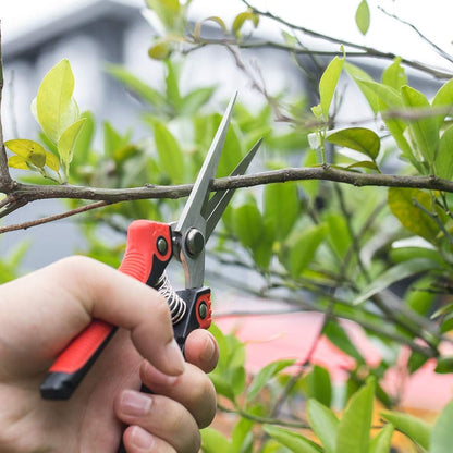 WYF Pruning Scissors, Professional Garden Shears - Straight Stainless Steel Blades - Sharp Gardening Hand Pruner for Garden Harvesting Fruits, Vegetables, Trimming Flowers and Plants, 8.1IN(Red)