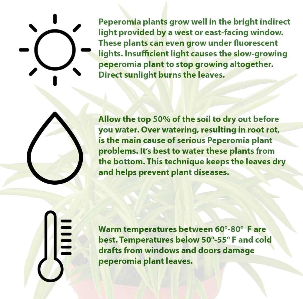 Peperomia Green Bean Live Plant for Indoor | Different Houseplants in 4'' & 6'' Pot | Real House Plant for Living Room, Office, Desk & Bathroom | Ferreyrae | Pincushion