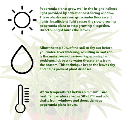 Peperomia Green Bean Live Plant for Indoor | Different Houseplants in 4'' & 6'' Pot | Real House Plant for Living Room, Office, Desk & Bathroom | Ferreyrae | Pincushion