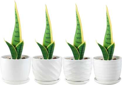 Plant Pots - 4.7 Inch Cylinder Ceramic Planters with Connected Saucer, Pots for Succuelnt and Little Snake Plants, Set of 4, White
