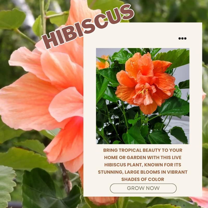 Golden Peach Hibiscus Plant Live, Hardy Hibiscus Flowers Colorful Blooms for Outdoor Landscapes, 8-10 Inch Height, Hibiscus Shrubs, No Pot, Well-Rooted