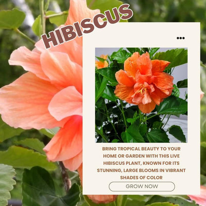 Golden Peach Hibiscus Plant Live, Hardy Hibiscus Flowers Colorful Blooms for Outdoor Landscapes, 8-10 Inch Height, Hibiscus Shrubs, No Pot, Well-Rooted