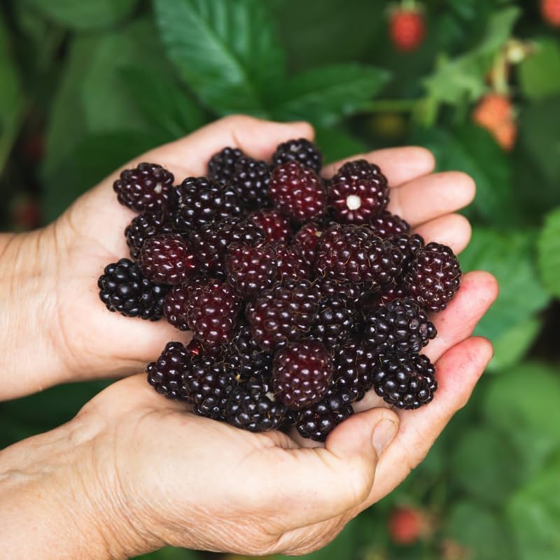 BlackBerry Plants Sweetie Pie (4 Pack) Live for Sale | Easy to Grow Plants | Edible Fruit Plant for Sustainable Living | Grow Your own Food on Your Organic Garden | Live for Planting |