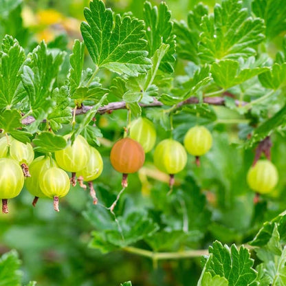 Sweet Gooseberry Plant Live for Planting, Gooseberry Bushes Live Plant 5 to 9 Inch Tall, Gooseberries Fruit