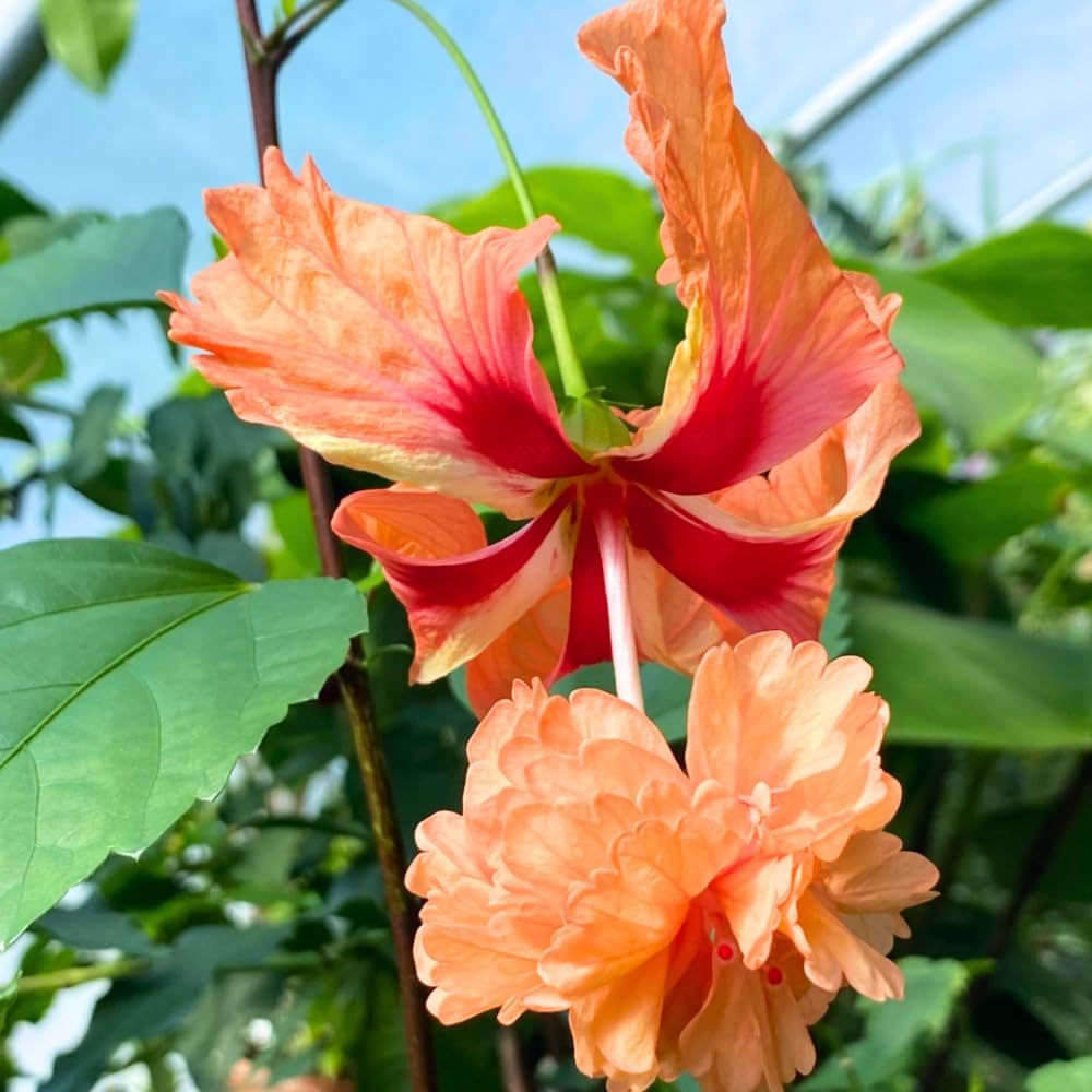 2 Hibiscus Live Plants, Clump 8-12” Tall, Hardy Hibiscus Plants Live, Hibiscus Trees Flowering Shrub (Peach Hibiscus)