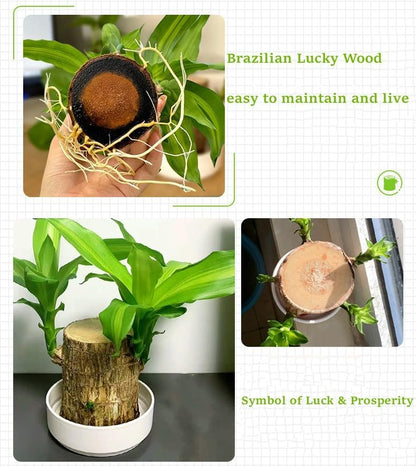 Brazilian Wood Plant,Mini Brazil Lucky Wood,with Ceramic Tray Lucky Tree,Swelling The Stage of About to Sprout,Brazilian Tree Perfect for Home,Office Desktop Decoration (Simple Style)