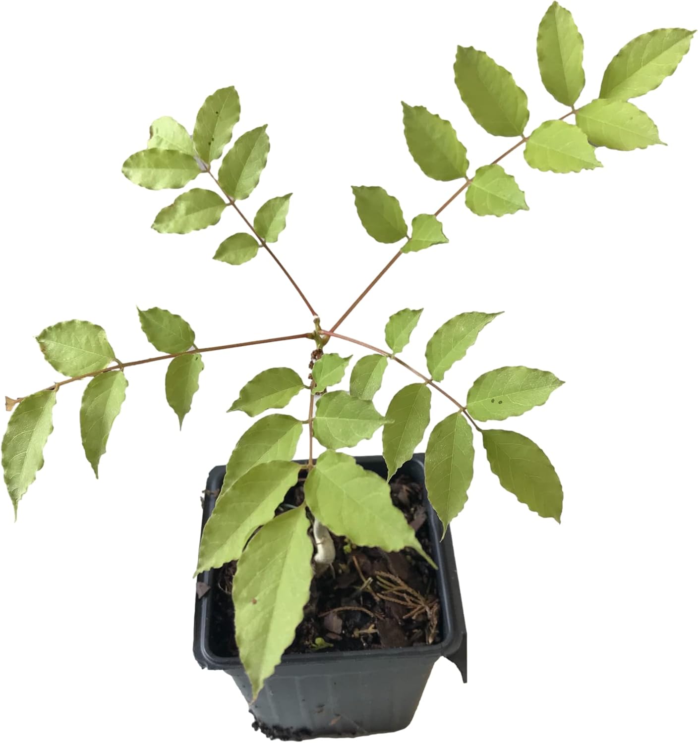 Amethyst Falls Wisteria Vine - Live Starter Plant - 4 inch Pot by Daylily Nursery (2)