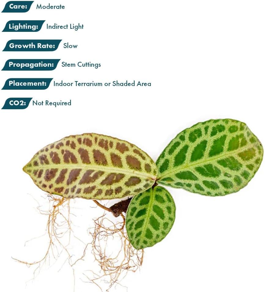 SubstrateSource Live Jungle Plant - Labisia jangkang - Moderate Care, Indirect Light, Dark Green with Light Veins Accent, Terrarium or Indoor Rosette Plant - Loose/Bare Root