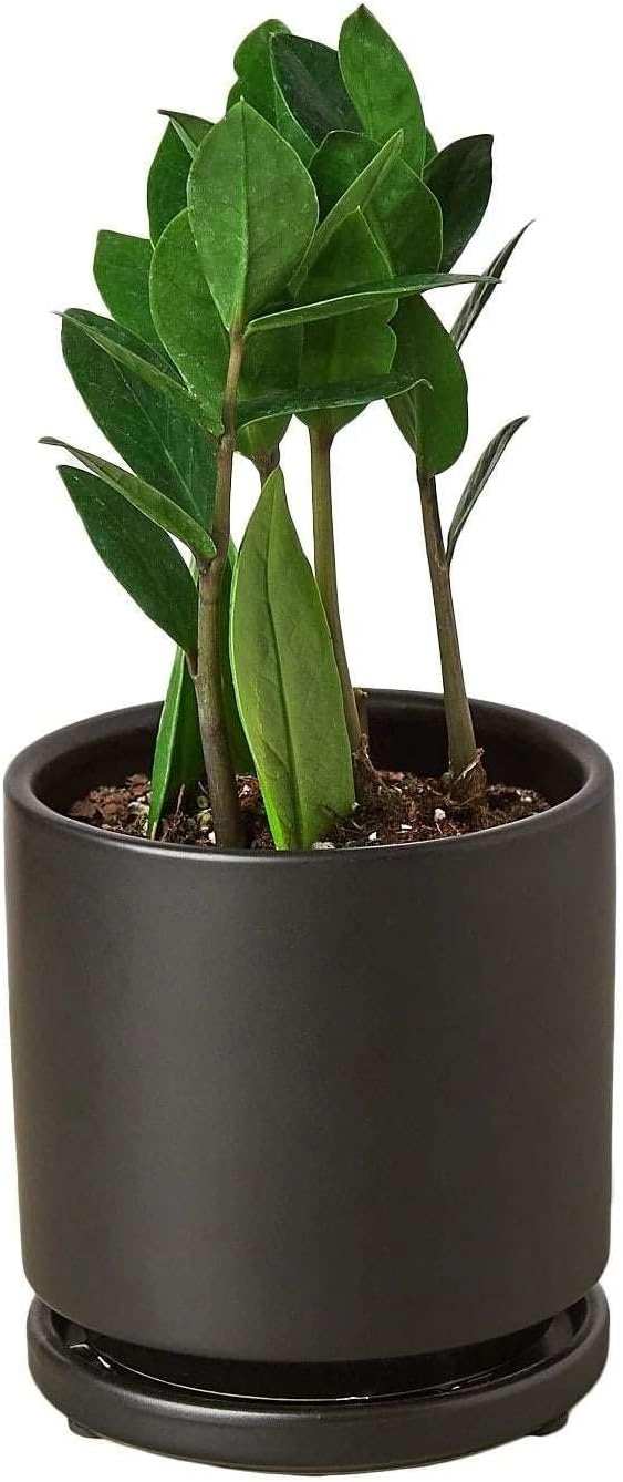 Zamioculcas Zamiifolia ZZ Live Plant for Indoor | Different Houseplants in 4'' & 6'' Pot | Real House Plant for Living Room, Office, Desk & Bathroom |