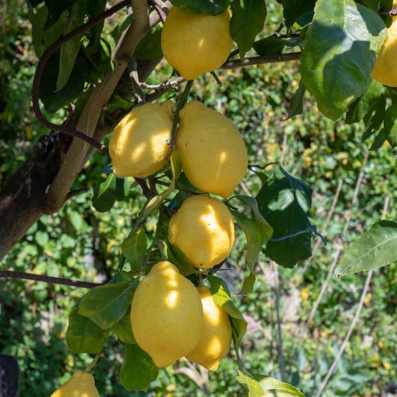 Lisbon Yellow Lemon Tree, 2 to 3 feet Live Lemon Trees, Yellow Lemon Tree Live Plant in Pot, Live Lemon Tree, Grafted Lemon Tree for Outdoor Garden, No Ship to CA