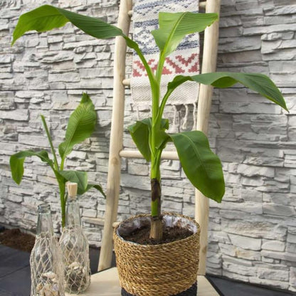 Basjoo Banana Plant Live, 4-6" Tall Well-Rooted for Indoor Tropical Displays, Cold Hardy Banana Fruit Tree