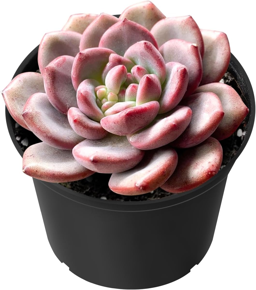 Sprout N Green Echeveria Ariel, Rare Live Succulent Plant Fully Rooted in 2" Planter with Soil, Home Office Indoor Outdoor Wedding Decoration DIY Projects Party Favor