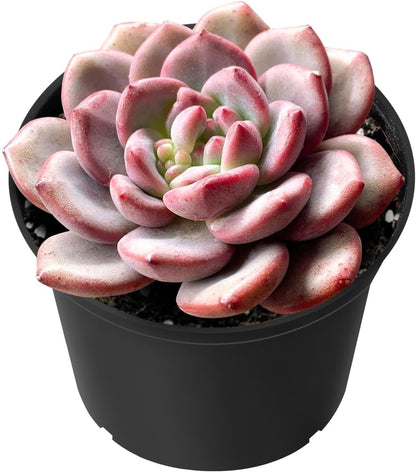 Sprout N Green Echeveria Ariel, Rare Live Succulent Plant Fully Rooted in 2" Planter with Soil, Home Office Indoor Outdoor Wedding Decoration DIY Projects Party Favor