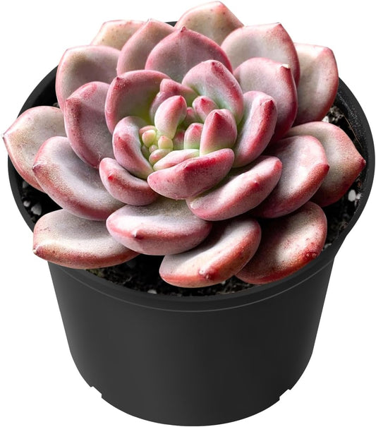 Sprout N Green Echeveria Ariel, Rare Live Succulent Plant Fully Rooted in 2" Planter with Soil, Home Office Indoor Outdoor Wedding Decoration DIY Projects Party Favor