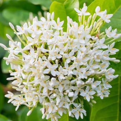 2 Snow Ixora Live Plants, Well-Rooted Flowering Ixora Shrub Seedlings, 4-9” Tall, Tropical Ixora Bush for Indoor or Outdoor Garden