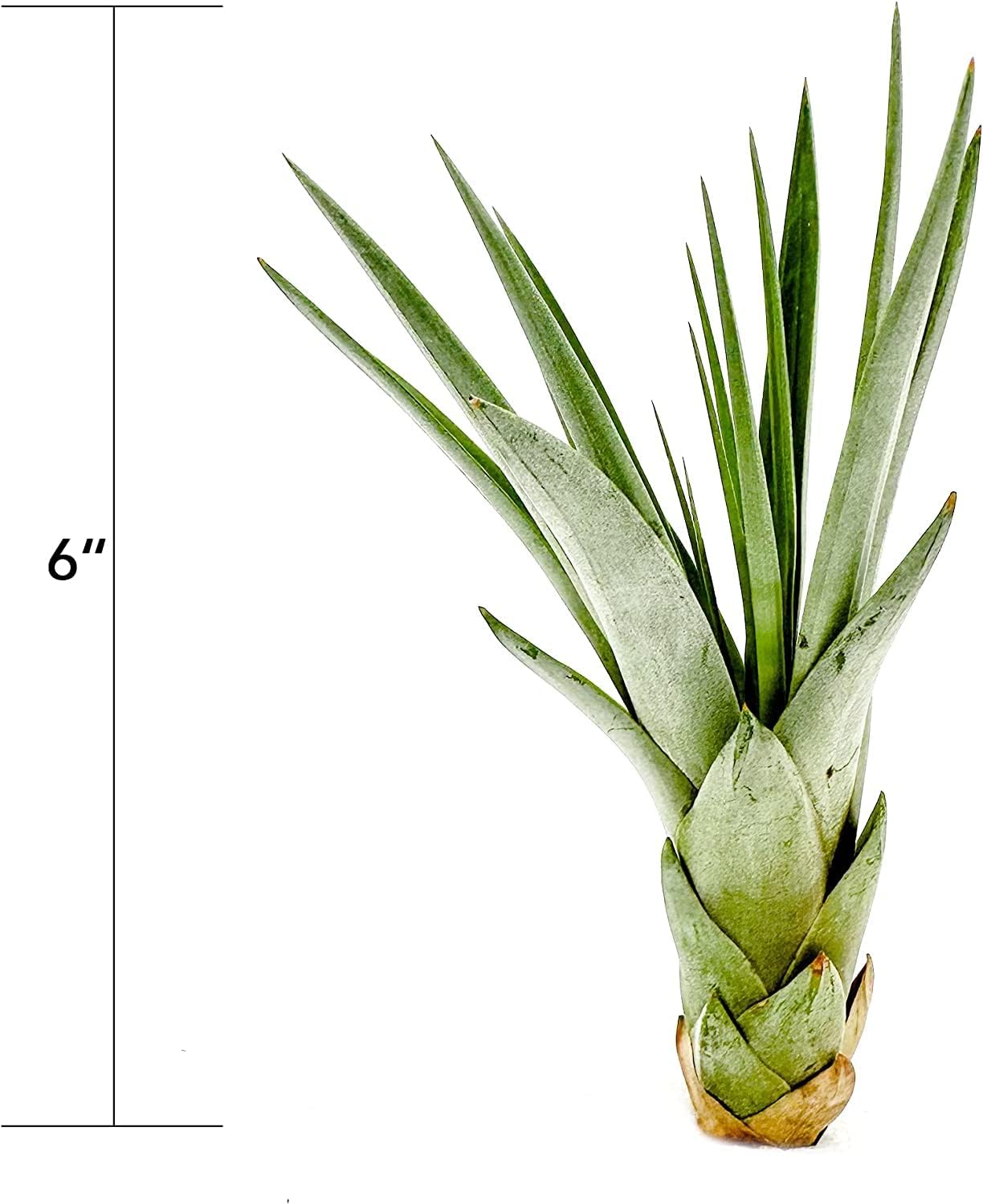 ragnaroc Air Plants - Tillandsia Fasciculata Tricolor, Large 4-6" - 5ct - Live Arrival Guaranteed - House Plants for Home Decor & Gift