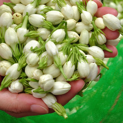 Jasmine Plant, Fragrant Jasmine Flower Vine 4-8 Inches Well Rooted for Container, Hanging Basket Growing (Maid of Orleans)