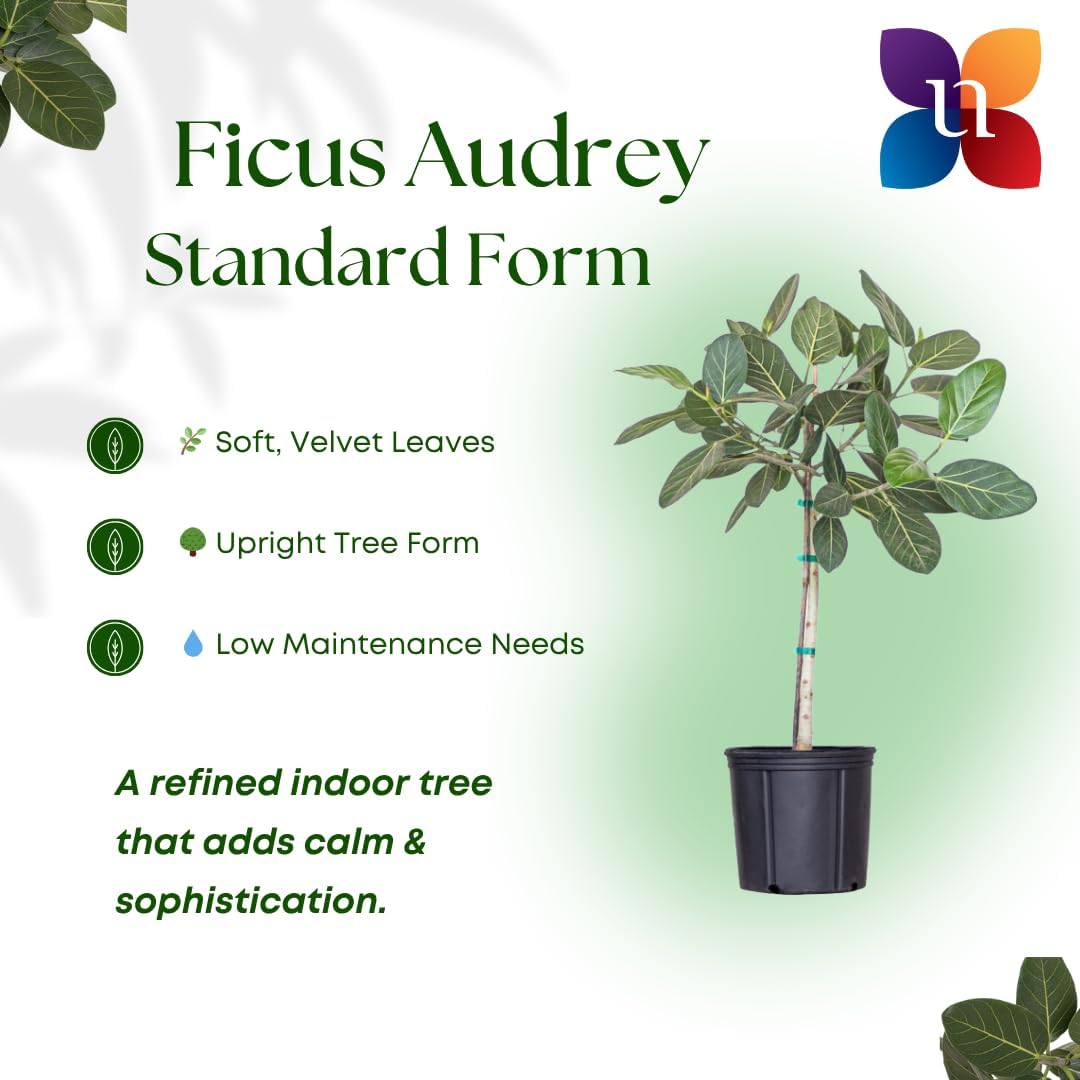 United Nursery Ficus Audrey – Standard Indoor Tree in 10” Grower Pot – 32–38 Inches Tall – Upright Green Ficus with Velvety Leaves – Low-Maintenance, Air-Purifying Plant for Home or Office
